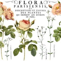 IOD Decor Transfer Flora Parisiensis